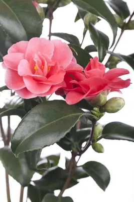 Camellia japonica (Japanse Roos) - afbeelding 10