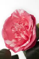 Camellia japonica (Japanse Roos) - afbeelding 18