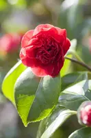 Camellia japonica (Japanse Roos) - afbeelding 19