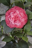 Camellia japonica (Japanse Roos) - afbeelding 20