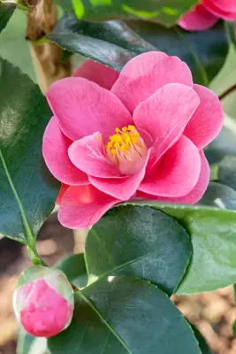 Camellia japonica (Japanse Roos) - afbeelding 28