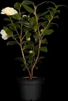 Camellia japonica (Japanse Roos) - afbeelding 5