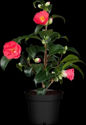 Camellia japonica (Japanse Roos) - afbeelding 4