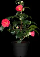 Camellia japonica (Japanse Roos) - afbeelding 4