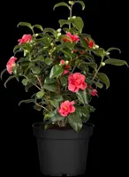Camellia japonica (Japanse Roos) - afbeelding 21