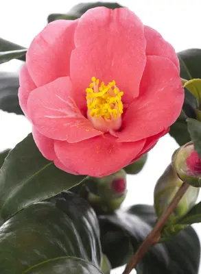 Camellia japonica (Japanse Roos) - afbeelding 11