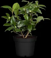 Camellia japonica (Japanse Roos) - afbeelding 34