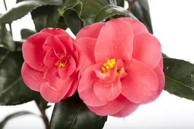 Camellia japonica (Japanse Roos) - afbeelding 12