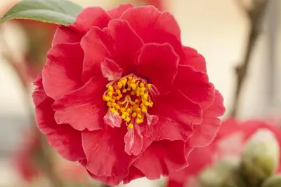 Camellia japonica (Japanse Roos) - afbeelding 13