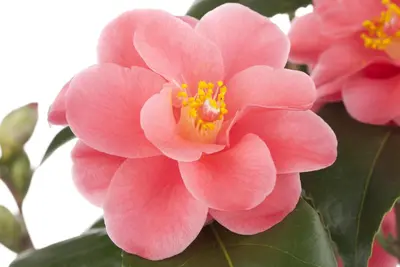 Camellia japonica (Japanse Roos) - afbeelding 14