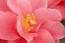 Camellia japonica (Japanse Roos) - afbeelding 15