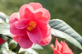 Camellia japonica (Japanse Roos) - afbeelding 26