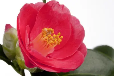 Camellia japonica (Japanse Roos) - afbeelding 3