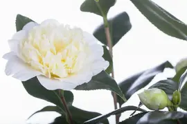 Camellia japonica (Japanse Roos) - afbeelding 6