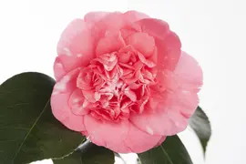 Camellia japonica (Japanse Roos) - afbeelding 8