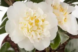 Camellia japonica (Japanse Roos) - afbeelding 16