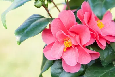 Camellia japonica (Japanse Roos) - afbeelding 30