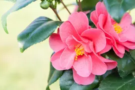 Camellia japonica (Japanse Roos) - afbeelding 30