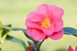 Camellia japonica (Japanse Roos) - afbeelding 31