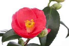 Camellia japonica (Japanse Roos) - afbeelding 1