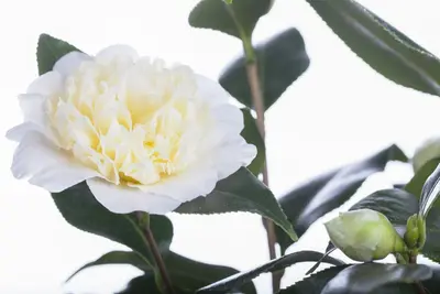 Camellia japonica (Japanse Roos) - afbeelding 6