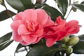 Camellia japonica (Japanse Roos) - afbeelding 9