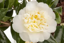 Camellia japonica (Japanse Roos) - afbeelding 17