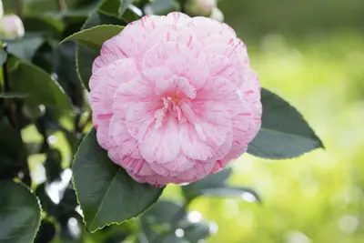 Camellia japonica (Japanse Roos) - afbeelding 22