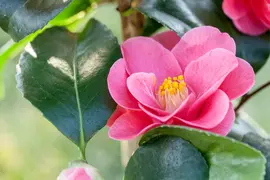 Camellia japonica (Japanse Roos) - afbeelding 27
