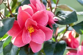 Camellia japonica (Japanse Roos) - afbeelding 29