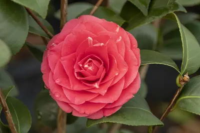 Camellia japonica (Japanse Roos) - afbeelding 32
