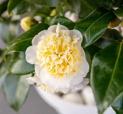 Camellia japonica 'Jurys Yellow' (Japanse Roos) 75cm - afbeelding 2