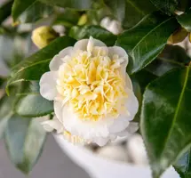 Camellia japonica 'Jurys Yellow' (Japanse Roos) 75cm - afbeelding 2