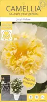 Camellia japonica 'Jurys Yellow' (Japanse Roos) 75cm - afbeelding 4