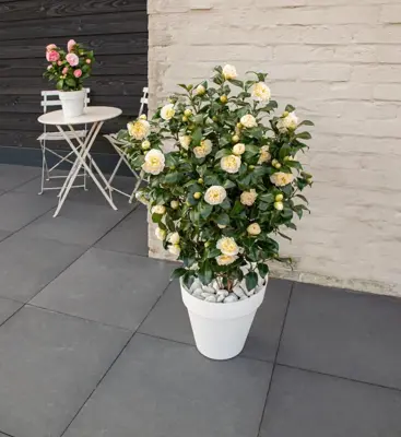 Camellia japonica 'Jurys Yellow' (Japanse Roos) 75cm - afbeelding 3