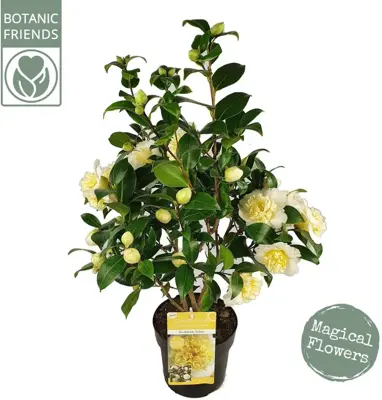 Camellia japonica 'Jurys Yellow' (Japanse Roos) 75cm - afbeelding 1
