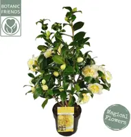Camellia japonica 'Jurys Yellow' (Japanse Roos) 75cm - afbeelding 1