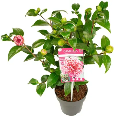 Camellia japonica 'Volunteer' (Japanse Roos) 35cm - afbeelding 1