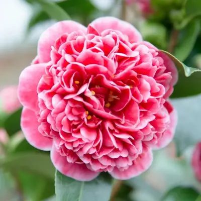 Camellia japonica 'Volunteer' (Japanse Roos) 35cm - afbeelding 2