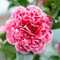Camellia japonica 'Volunteer' (Japanse Roos) 35cm - afbeelding 2
