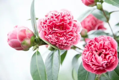 Camellia japonica 'Volunteer' (Japanse Roos) 35cm - afbeelding 3