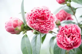 Camellia japonica 'Volunteer' (Japanse Roos) 35cm - afbeelding 3