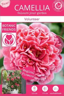Camellia japonica 'Volunteer' (Japanse Roos) 35cm - afbeelding 5