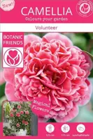 Camellia japonica 'Volunteer' (Japanse Roos) 35cm - afbeelding 5