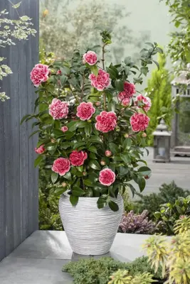 Camellia japonica 'Volunteer' (Japanse Roos) 35cm - afbeelding 4