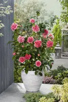 Camellia japonica 'Volunteer' (Japanse Roos) 35cm - afbeelding 4