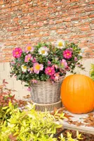 Camellia sasanqua 'Autumn Festival' (Japanse Roos) 50cm - afbeelding 3