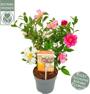 Camellia sasanqua 'Autumn Festival' (Japanse Roos) 50cm - afbeelding 1