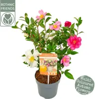 Camellia sasanqua 'Autumn Festival' (Japanse Roos) 50cm - afbeelding 1