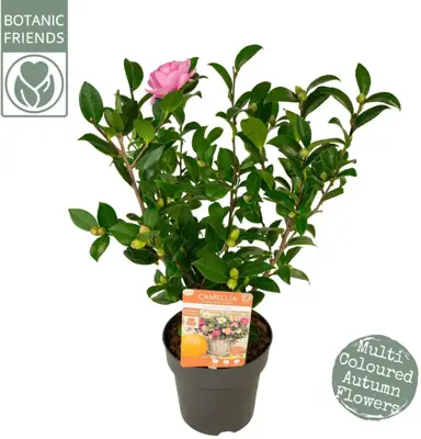 Camellia sasanqua 'Autumn Festival' (Japanse Roos) 50cm - afbeelding 2